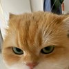 野糖的头像