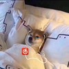 w的头像