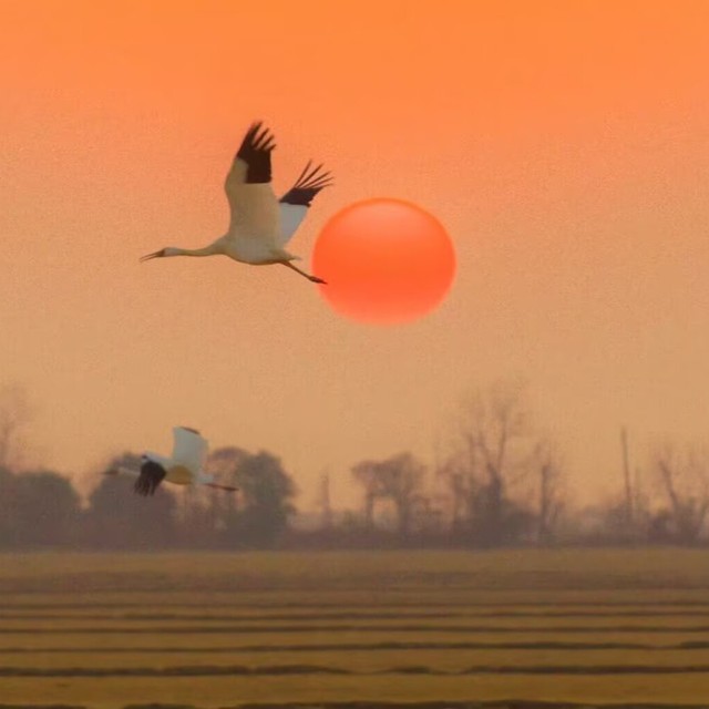 奶茶的直播间封面