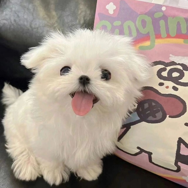 鱼丸呀的直播间封面