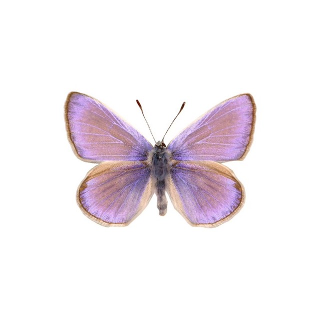 小雨🦋（反差）的直播间封面