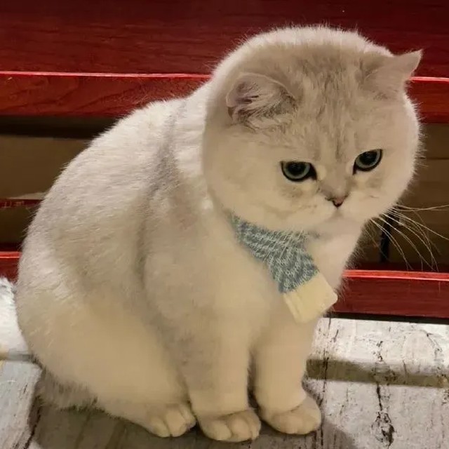 思绪零落山河的直播间封面