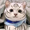 17853712的头像