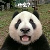 🐼的头像