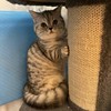 小王子的头像